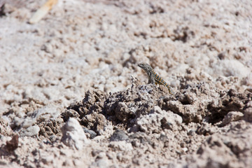 Small lizard warming up on rocks in Atacama