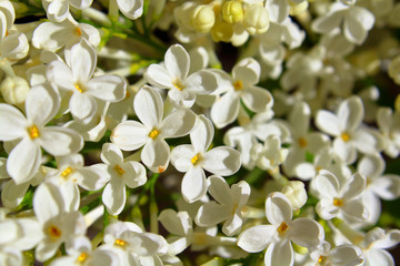 Beautiful flowers of white lilac. Close-up. Background. Texture.
