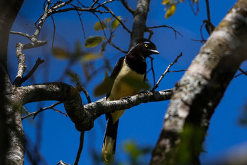 bird on branch