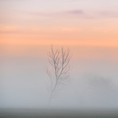 Obraz na płótnie Canvas we mgle