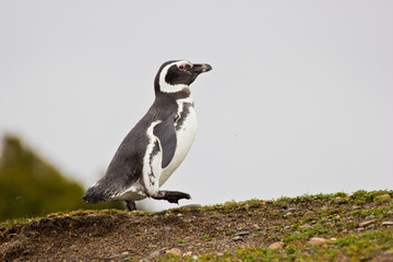 Humboldt penguin walking upwards