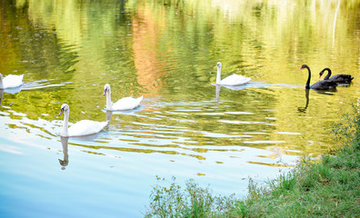 Swans on the lake. Natural Park