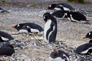 Naklejka premium Jackass penguins in natural habitat
