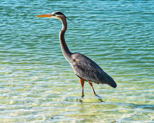 Great blue heron walking in the water
