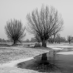 Wierzby nad zamarzniętą rzeką