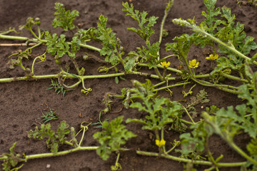 Closeup yellow watermelon flower on melon field among green leaves. Watermelon growing in the garden in the village.