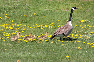 Canada Goose leads her goslings through a field of flowers