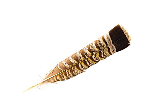 A ruffed grouse feather isolated on white