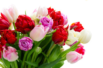 Fresh tulips flowers