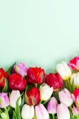 Fresh tulips flowers