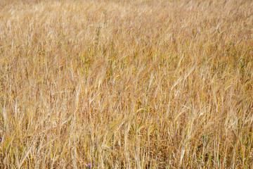 Wheat meadows in Northern Sjelland, Denmark