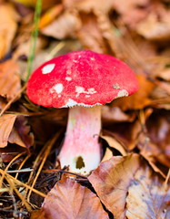 Russula emetica, commonly known as the sickener, emetic russula, or vomiting russula, toxic mushroom