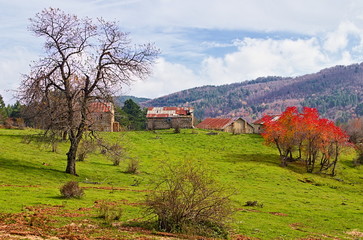 Autumn landscape with red leaved tree in the Sila National Park, Calabria, Italy