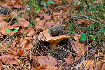 Lactarius deliciosus or saffron milk cap or red pine mushrooms found surrounded by brown leaves in autumn in Sila National Park, Calabria, Italy