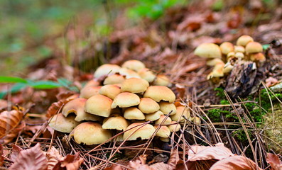 group of yellow mushrooms grown on an old tree trunk in autumn, Sila national park, Calabria, Italy