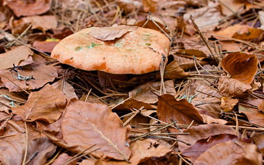 Lactarius deliciosus or saffron milk cap or red pine mushrooms found surrounded by brown leaves in autumn in Sila National Park, Calabria, Italy
