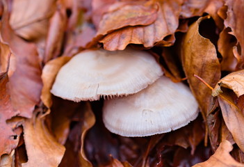 mushrooms grown among leaves in autumn, Sila national park, Calabria, Italy