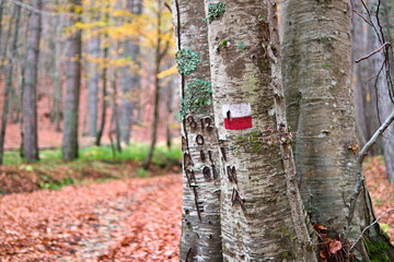 Pathway sign on a beech trunk during a autumn walking, Sila national park, Calabria, Italy