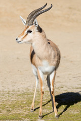 Male Dorcas Gazelle