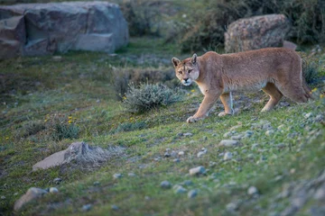 Fotobehang Poema Patagonian mountain lion puma  © Carlos Osorio