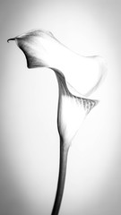 A black and white, high-key photo of a calla lily.