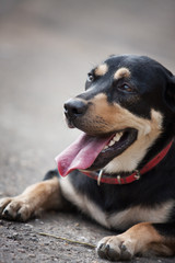 Labrador Retriever lying down in the beautiful Autumn day