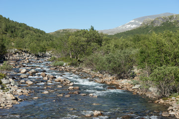 Bergbach im Dovrefjell