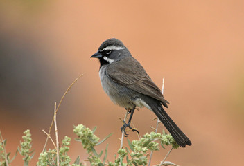 A Black-throated sparrow (Amphispiza bilineata) perched on a srub in Arches National Park, Utah.