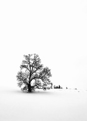 Fototapeta na wymiar Baum im Winter in der Landschaft - Silhouette eines Baumes