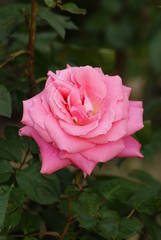 Pink roses flower
