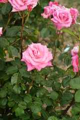 Pink roses flower