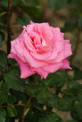 Pink roses flower