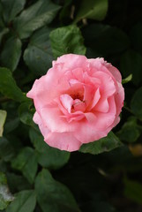 Fototapeta premium Pink roses flower