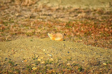 Prairie Dog (genus Cynomys ludovicianus) Black-Tailed in the wild, herbivorous burrowing rodent, in the shortgrass prairie ecosystem, alert in burrow, barking to warn other prairie dogs of danger in B
