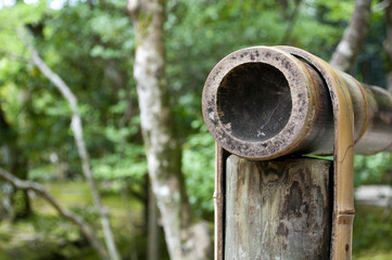 Fototapeta premium Bambú