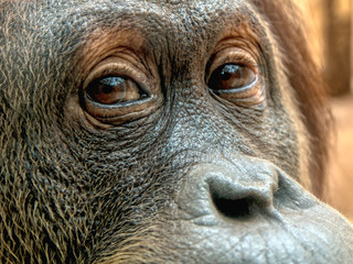Orang-utan gesicht © Kamzoom