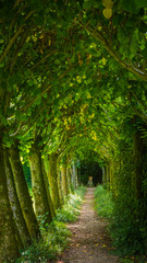 A tree way, corridor of green trees, alley in a beautiful garden / park at Athelhampton (Admiston / Adminston) house, settlement and civil parish in Dorset, England. 