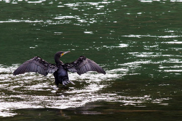 Cormorant above water
