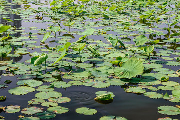Waterlilies in a lake around the Imperial Palace of Tokyo