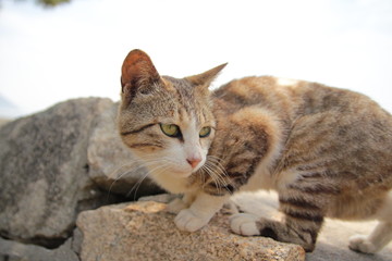 Naklejka na ściany i meble 佐柳島の猫