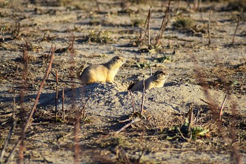 Prairie Dog (genus Cynomys ludovicianus) Black-Tailed in the wild, herbivorous burrowing rodent, in the shortgrass prairie ecosystem, alert in burrow, barking to warn other prairie dogs of danger in B