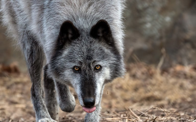 beautiful grey wolf