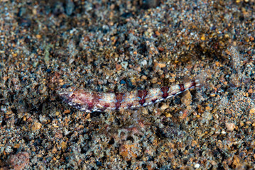 Reef lizardfish Synodus variegatus