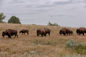 Fototapeta na wymiar herd of buffalo