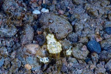  Dragon sea Moth Eurypegasus draconi