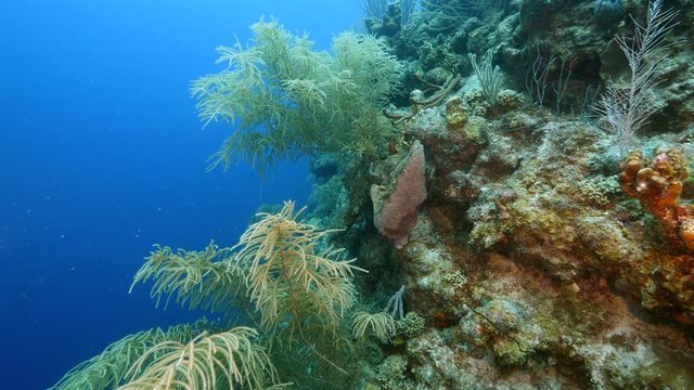 Seascape of coral reef in the Caribbean Sea around Curacao at dive site Cornelius Bay with various corals and sponges