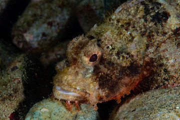 Fototapeta na wymiar Raggy Scorpionfish Scorpaenopsis venosa