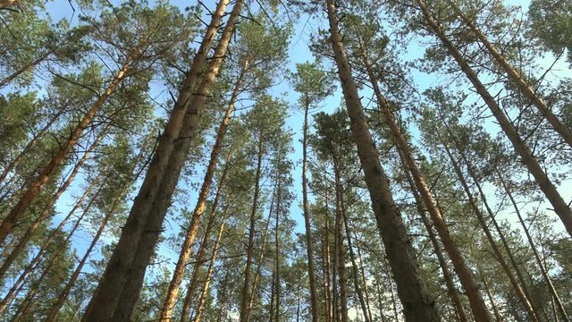 Beautiful pine forest at sunny day.