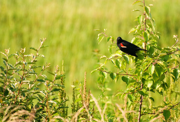 Red Wing Blackbird