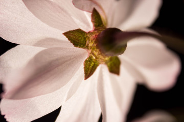 A Low-Key Macro Portrait of the Stem and Flower of a Cherry Blossom Tree